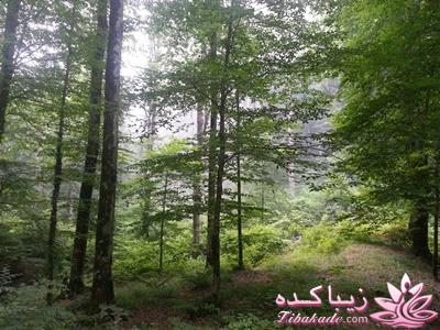 .:آلبوم عکسهای خودگرفته ما:.